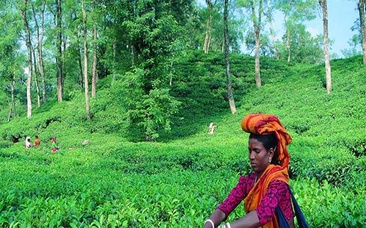 লোডশেডিংয়ে বিপর্যয়ের মুখে শ্রীমঙ্গলের চা শিল্প